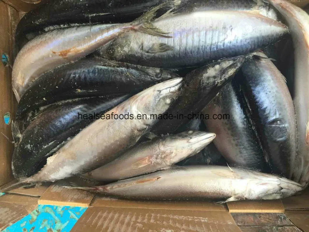 200-300g Sea Frozen Mackerel From Pacific Sea Area
