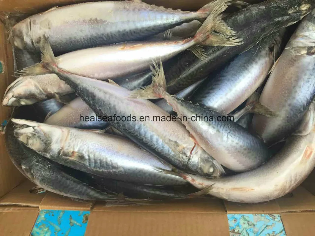 200-300g Sea Frozen Mackerel From Pacific Sea Area