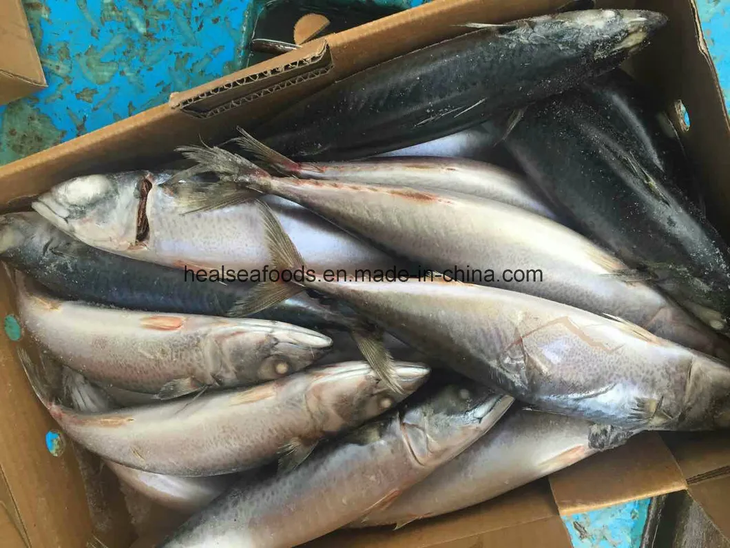200-300g Sea Frozen Mackerel From Pacific Sea Area