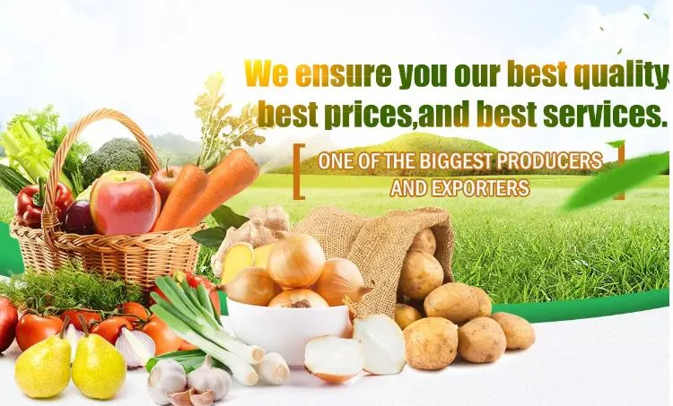 2021 Chinese Sweet Corn on COB in Vacuum Pack