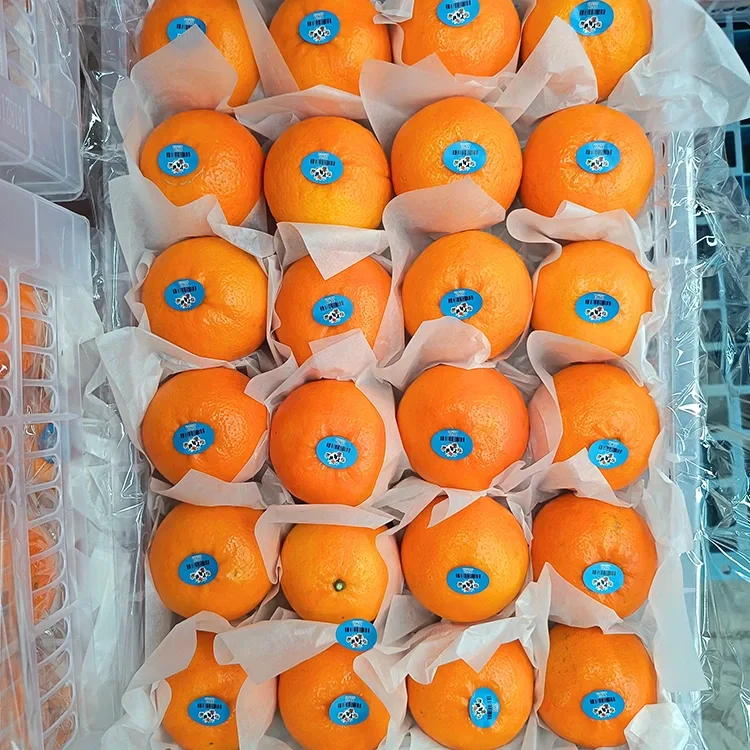 What Makes Premium Fresh Citrus the Ideal Choice for Quality Fruit Solutions?
