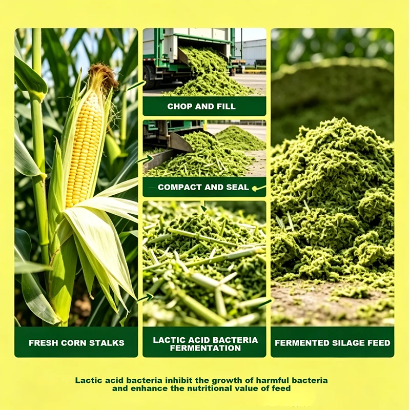 How Does Lactic Acid Fermented Corn Silage Improve Feed Quality and Storage?