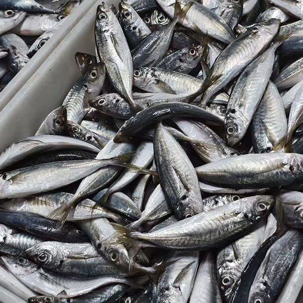 How Does Horse Mackerel Deliver Reliable Value for Modern Seafood Buyers?