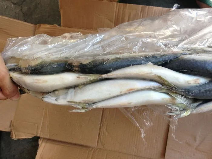 400-600 Blue White Mackerel