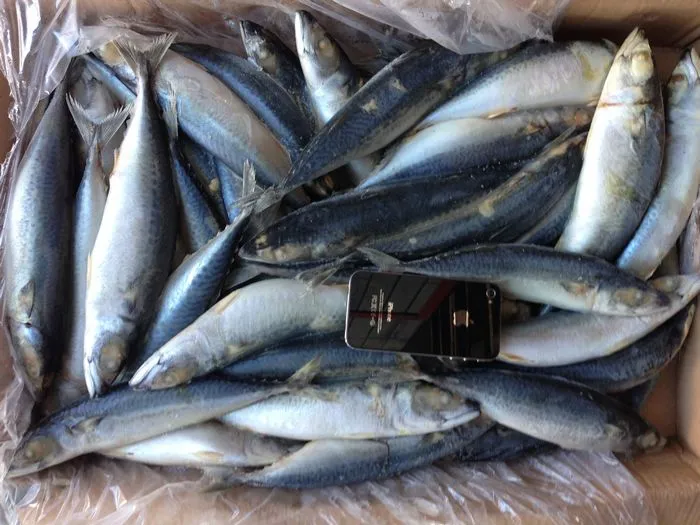 400-600 Blue White Mackerel