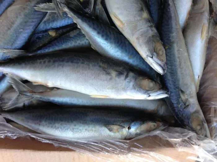 400-600 Blue White Mackerel