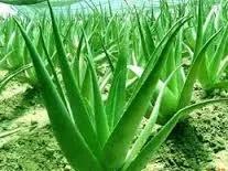 500ml Bottle Aloe Vera with Noni
