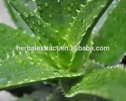 500ml Bottle Aloe Vera with Noni