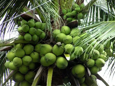500ml Mango Flavour Coconut Water