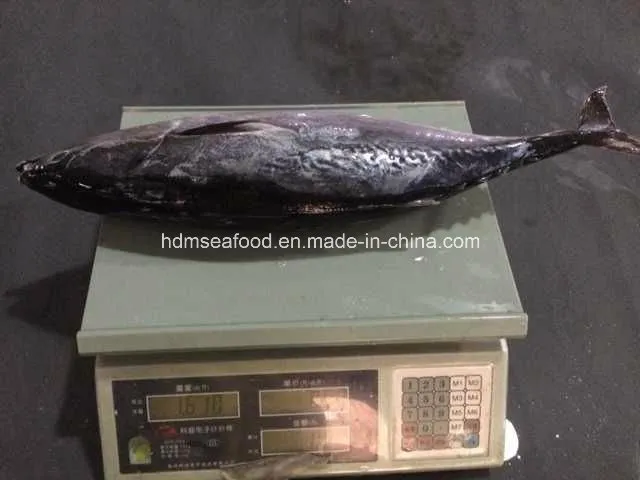 750g+ Frozen Bonito