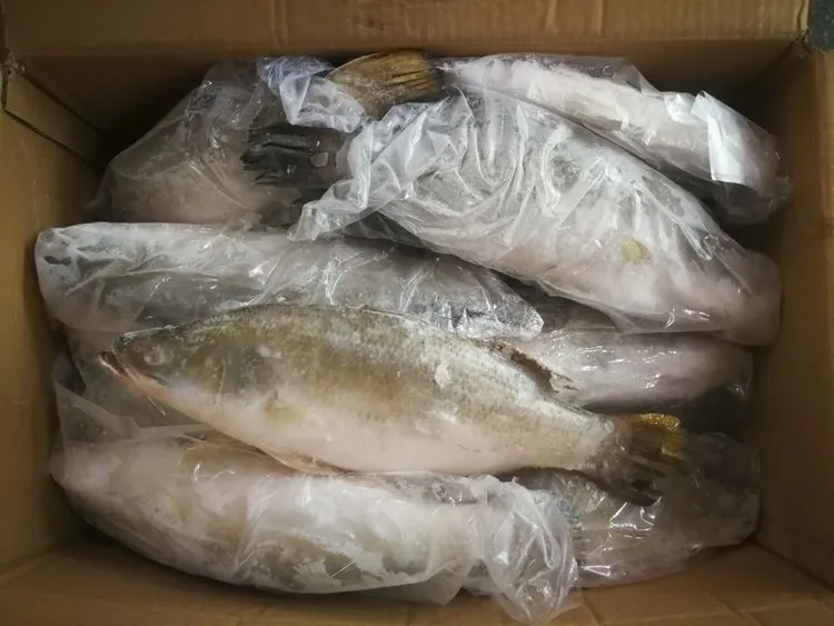 Barramundi Frozen Sea Bass Fish