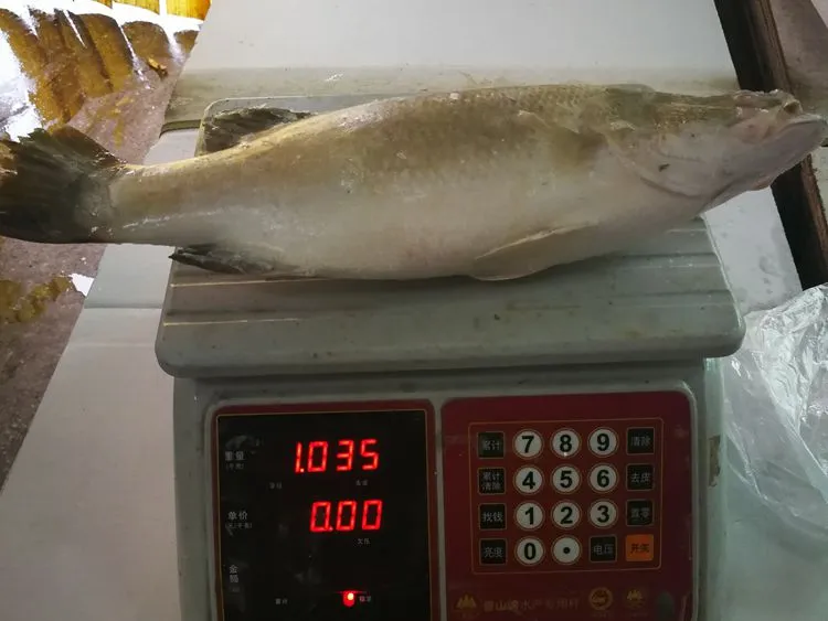 Barramundi Frozen Sea Bass Fish