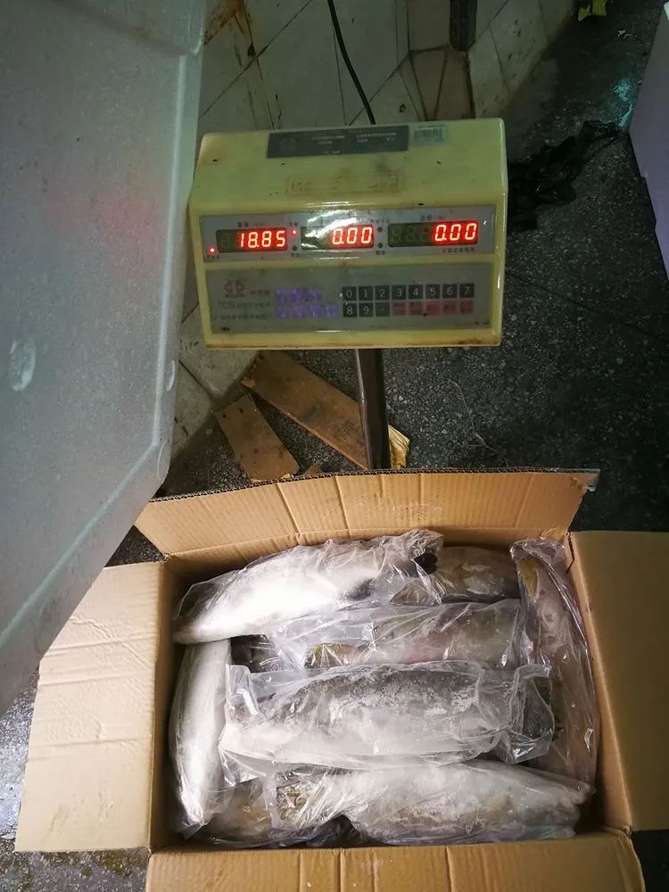 Barramundi Frozen Sea Bass Fish