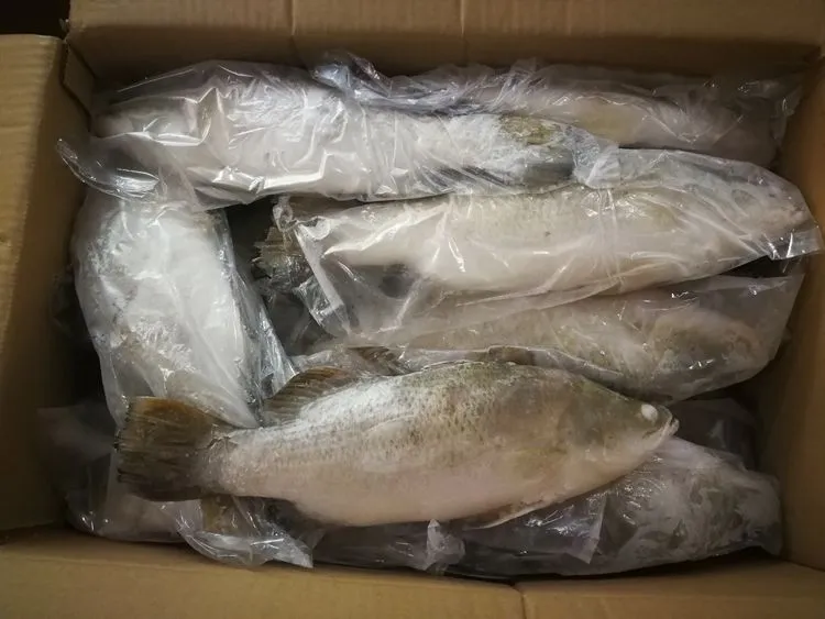 Barramundi Frozen Sea Bass Fish