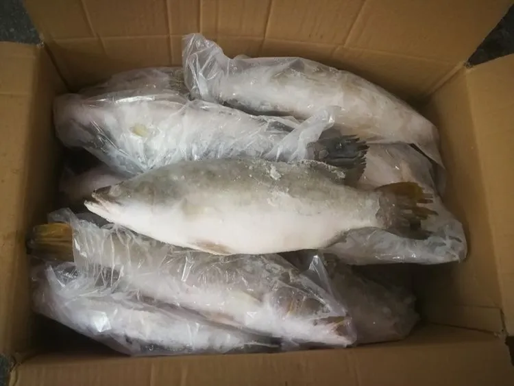 Barramundi Frozen Sea Bass Fish