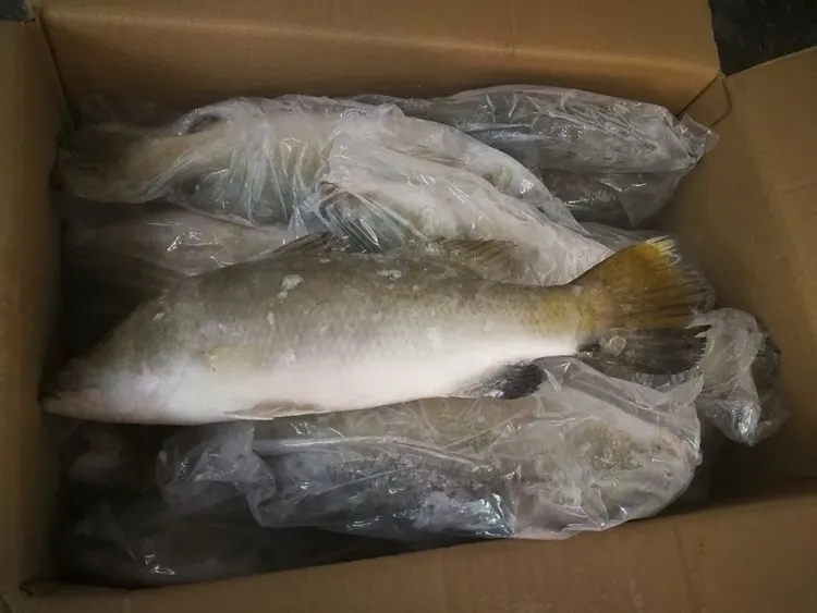 Barramundi Frozen Sea Bass Fish