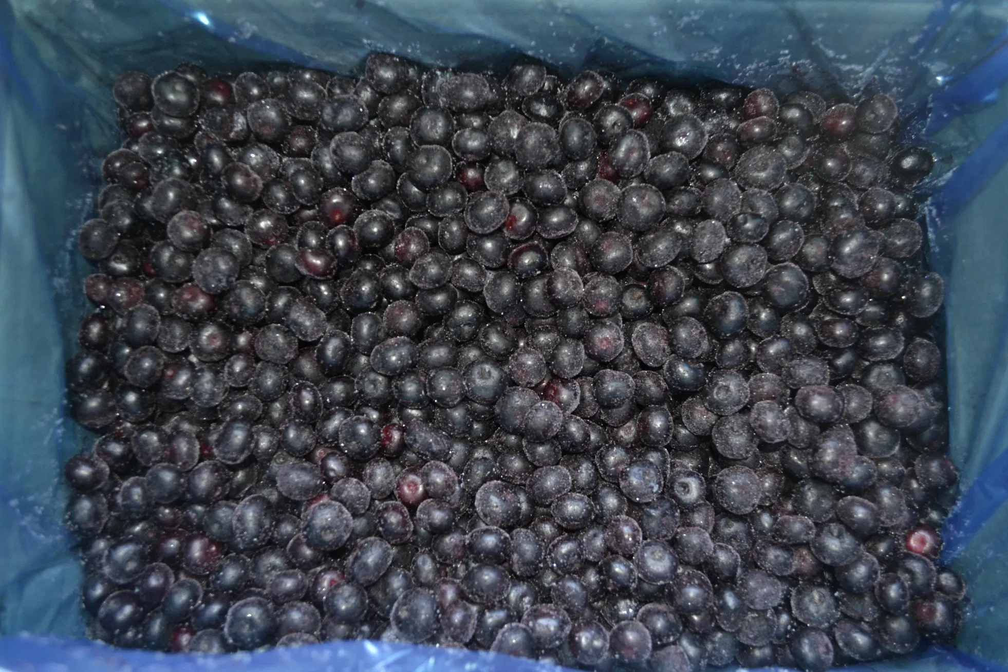 Bulk Best Grade Freezing Organic Blueberry , IQF Frozen Blueberries