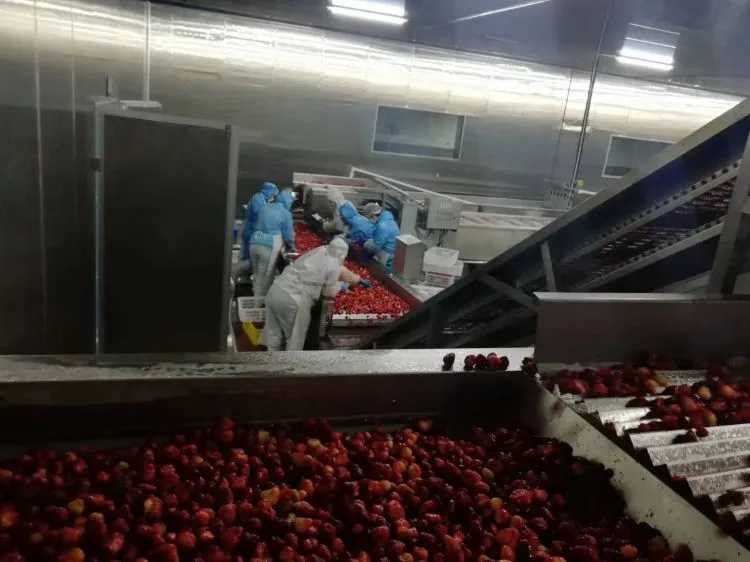 Bulk Package IQF Frozen Fruit Frozen Strawberry