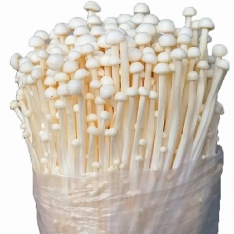 Canned Healthy Enoki Mushroom White Needle Mushrooms