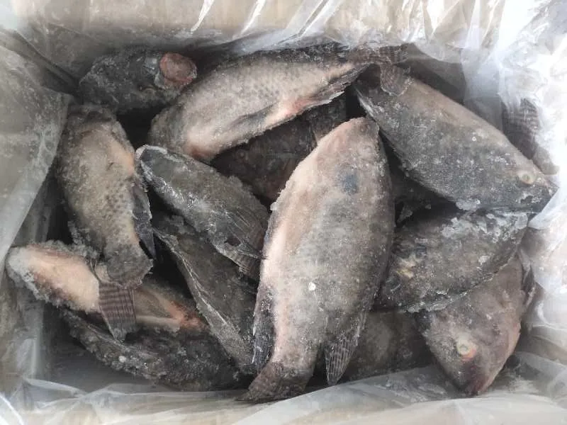 China Frozen Cleaned Gutted Scaled Tilapia Manufacture Niloticus Frozen Fish Seafood Black Tilapia