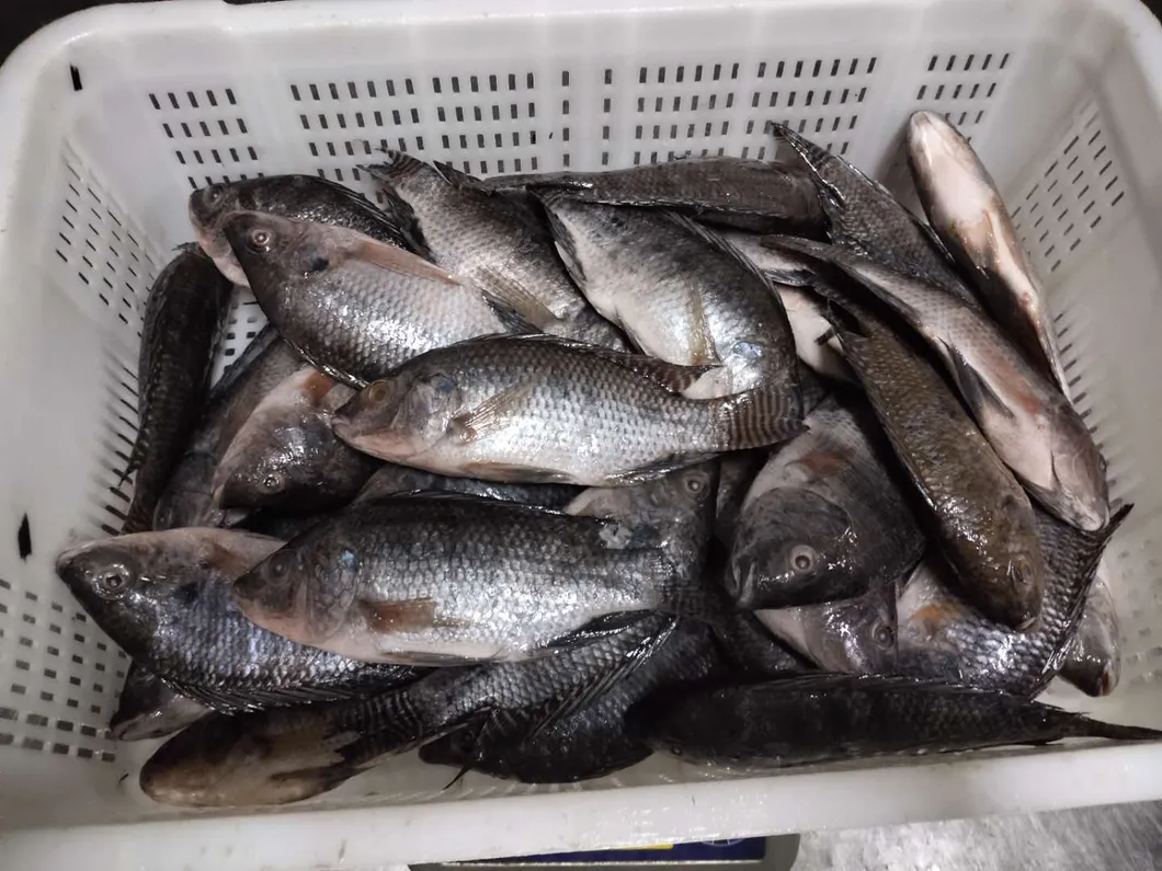 China Frozen Cleaned Gutted Scaled Tilapia Manufacture Niloticus Frozen Fish Seafood Black Tilapia