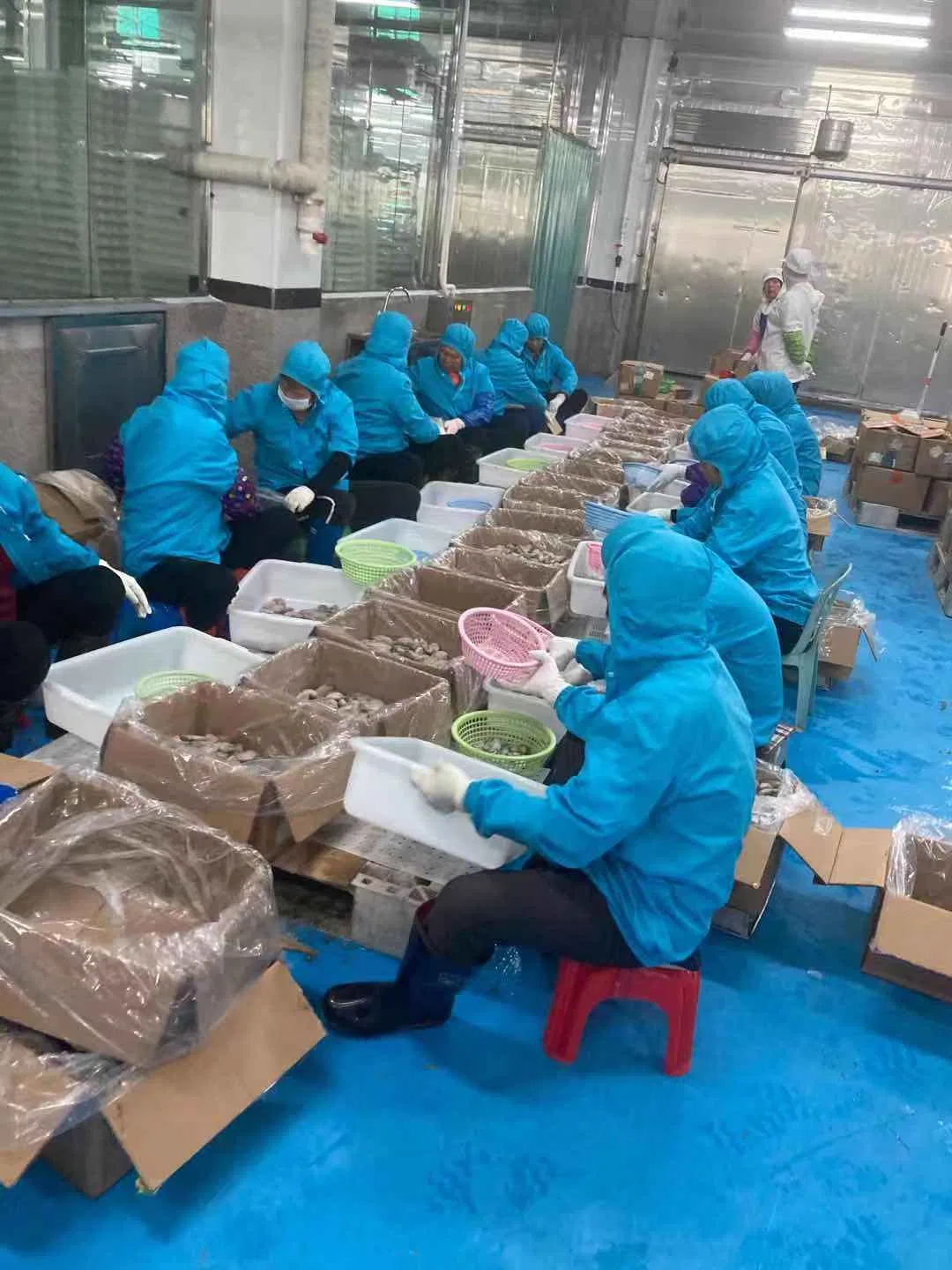 China Origin Farm Raised Frozen Oyster Meat Without Shell