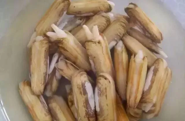 Chinese Bum Dumpling Ingredient Seafood Razor Blade Clam in Canned for Whole Sale