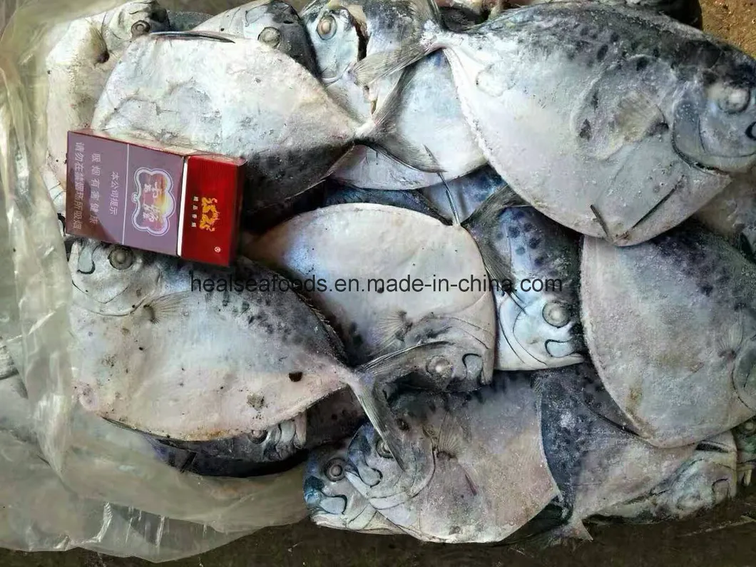 Chinese Manufacturer 100-150g Frozen Moonfish