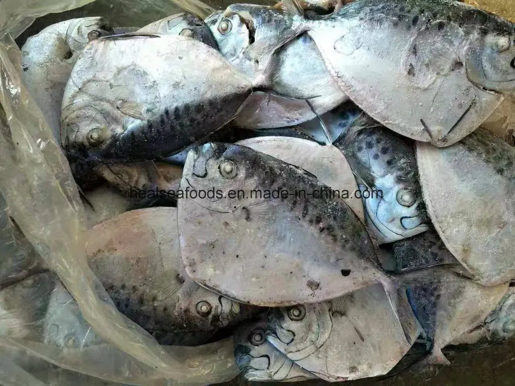 Chinese Manufacturer 100-150g Frozen Moonfish