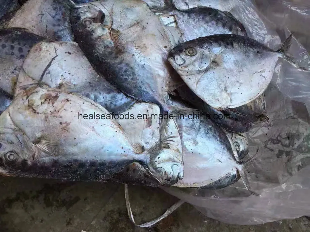 Chinese Manufacturer 100-150g Frozen Moonfish
