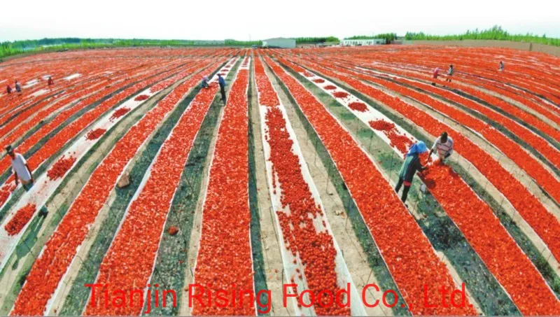 Double Concentrated Hot Sale Canned Tomato Paste 70 Gms for Africa