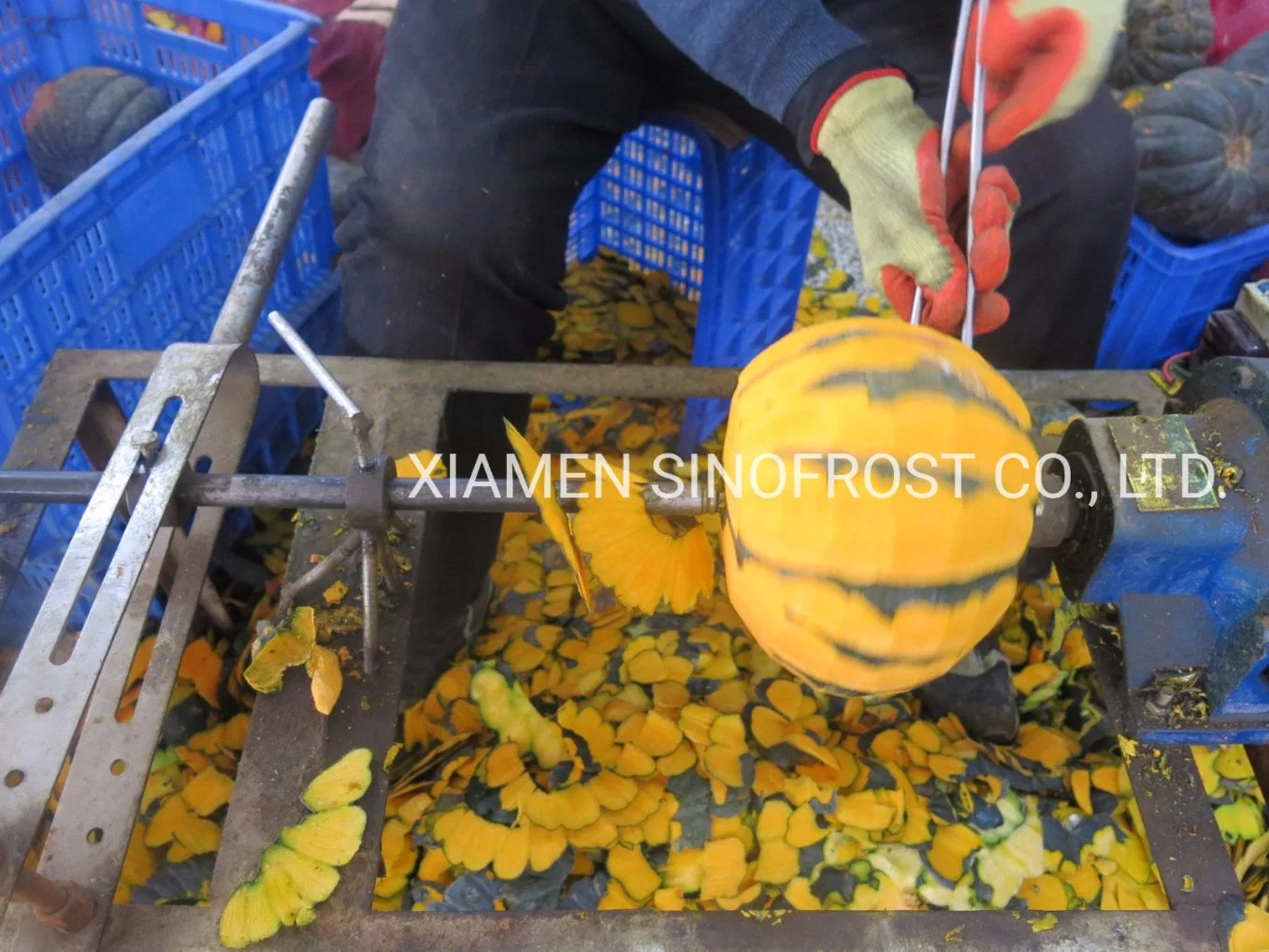 Ebisu Variety Bqf Pumpkin Puree, IQF Diced Pumpkin , Bqf Pumpkin Paste, IQF Cut Pumpkins