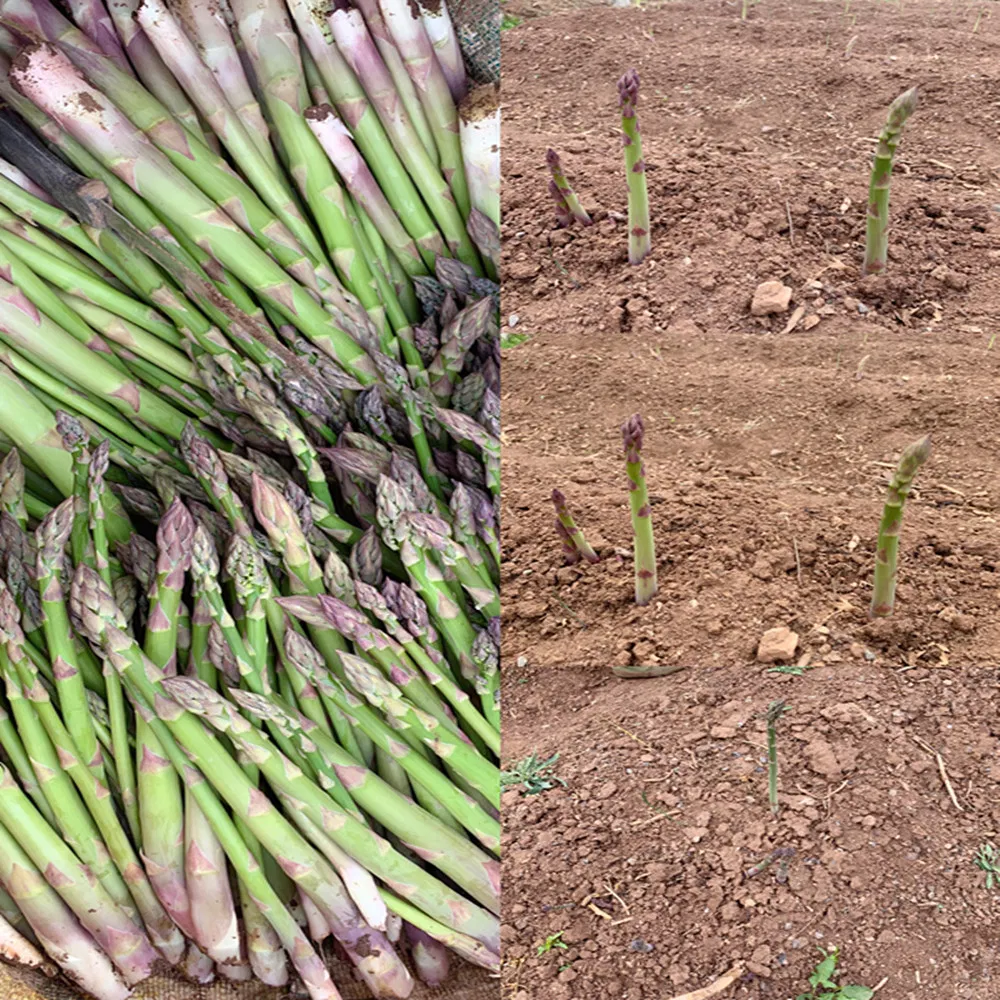 Factory, IQF Frozen Asparagus, Green Asparagus, Length 17cm, Dia16-22mm, Frozen Vegetables, Frozen Food