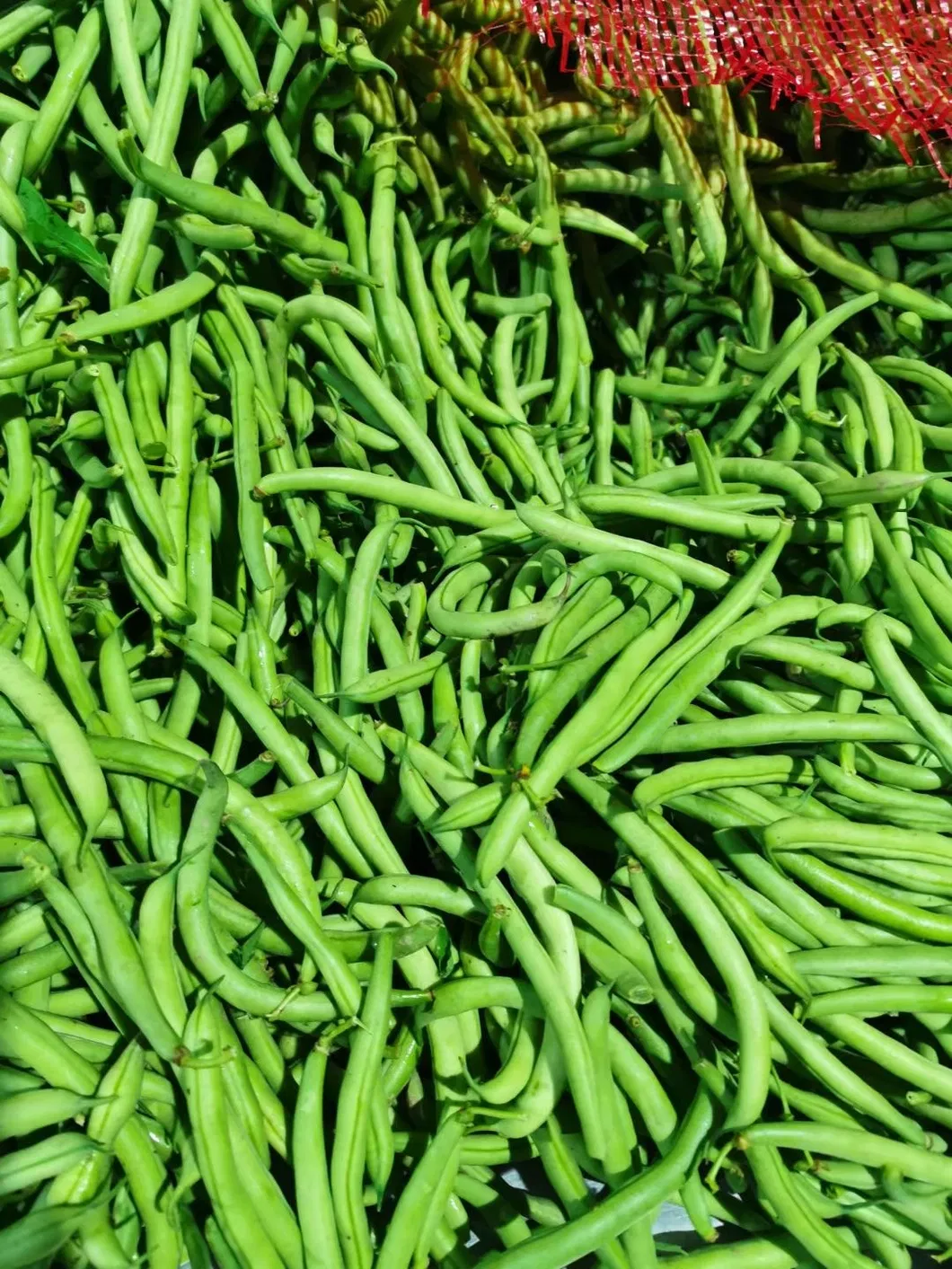 Factory of Frozen Vegetables and Fruits, Frozen Green Beans Cuts, Mixed Vegetables, Froze Food, 2-4cm and 3-5cm, Dia8-10mm