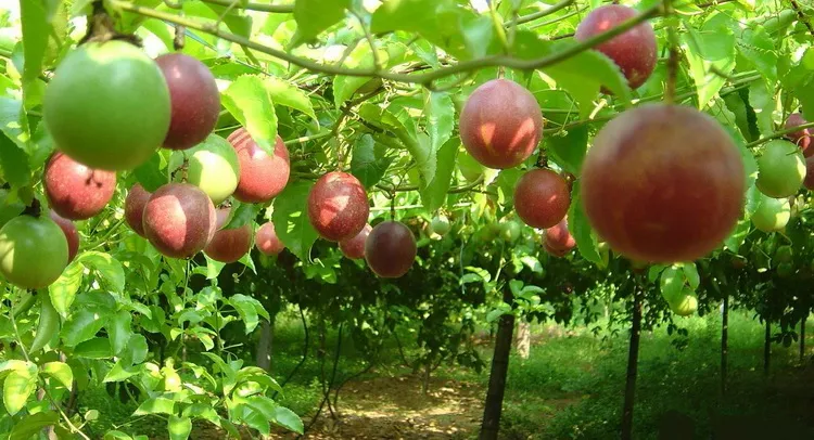 Factory Supply Good Water Soluble Dried Fruit Powder Passion Fruit Juice Powder