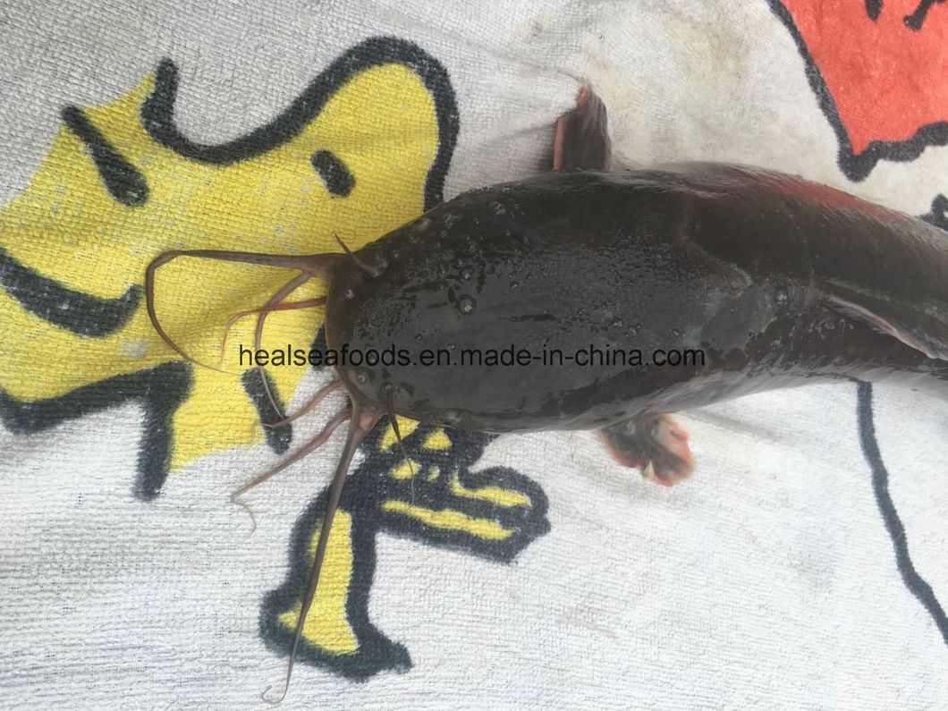 Farming Catfish Factory From China