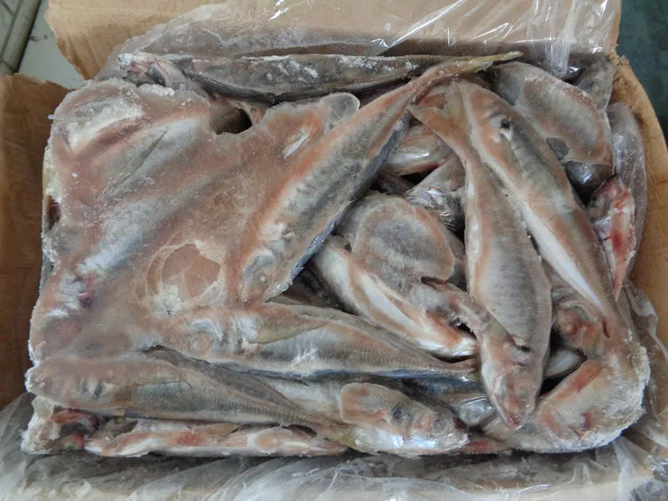 Fish Horse Mackerel 15kgs Price Frozen Seafood