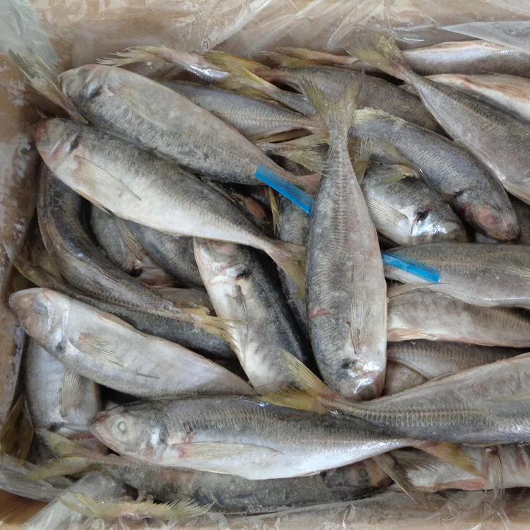 Fish Horse Mackerel 15kgs Price Frozen Seafood