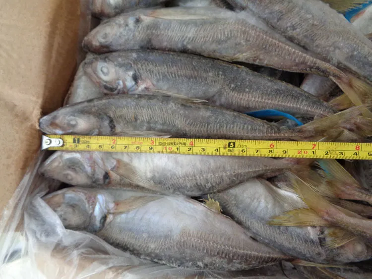 Fish Horse Mackerel 15kgs Price Frozen Seafood