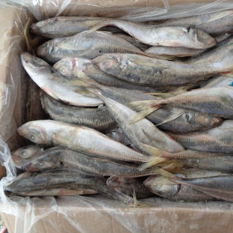 Fish Horse Mackerel 15kgs Price Frozen Seafood
