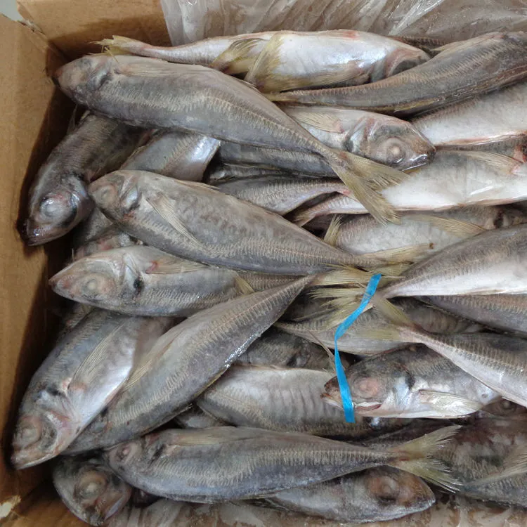 Fish Horse Mackerel 15kgs Price Frozen Seafood