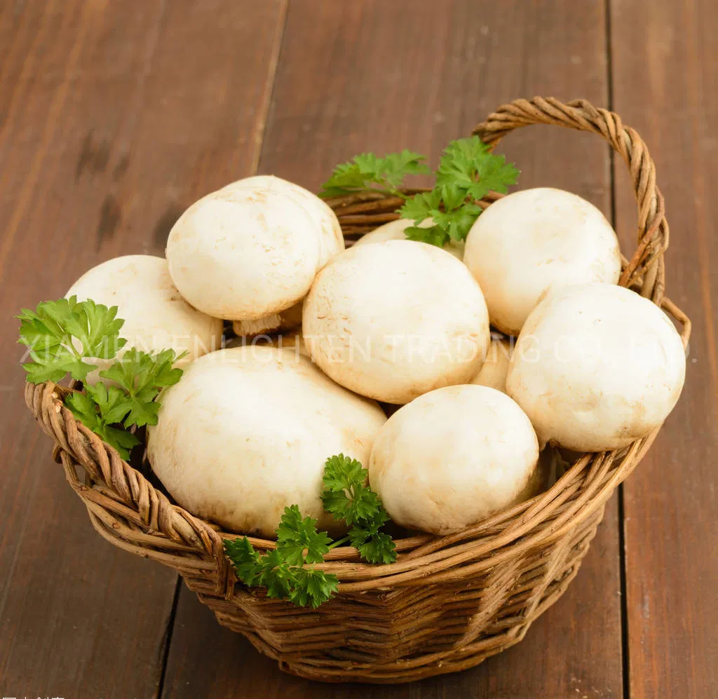 Fresh and Flavor Canned Champignon Mushroom Whole