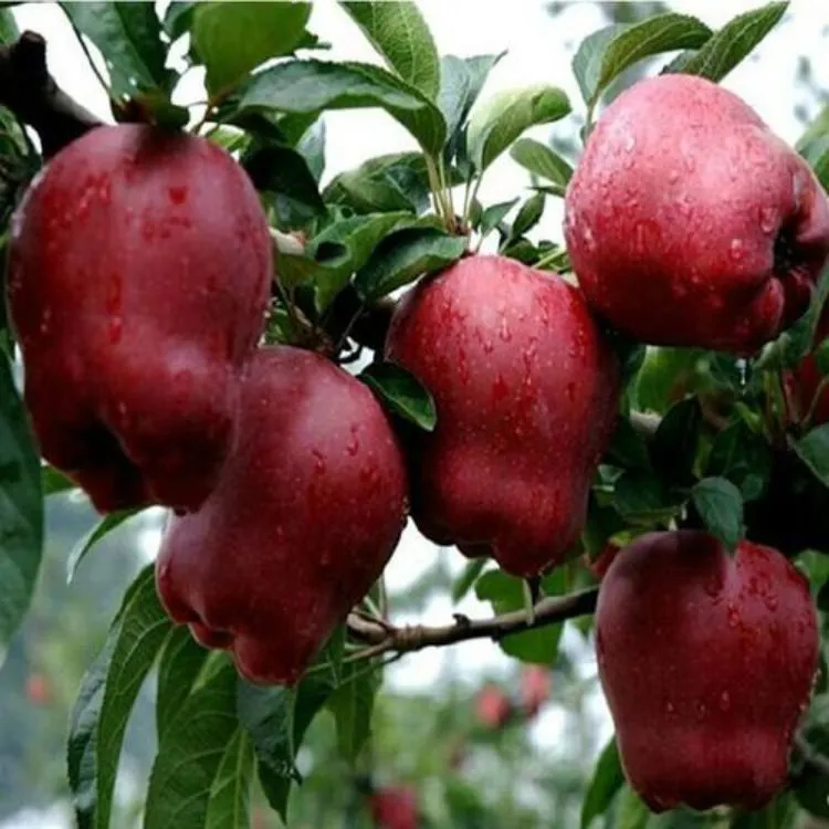 Fresh Fruit Healthy Huaniu Apple Red Delicious Apple