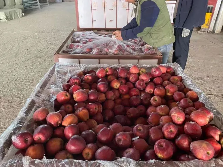 Fresh Fruit Healthy Huaniu Apple Red Delicious Apple