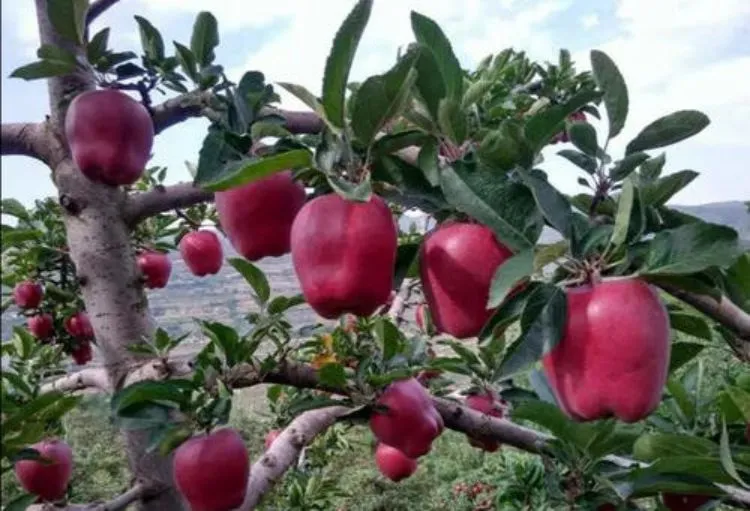 Fresh Fruit Healthy Huaniu Apple Red Delicious Apple