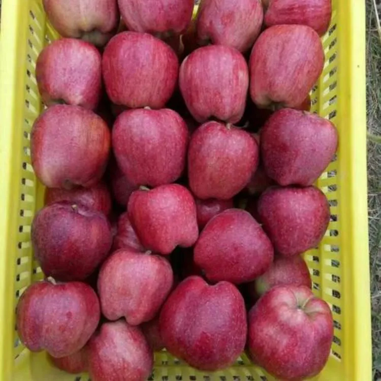 Fresh Fruit Healthy Huaniu Apple Red Delicious Apple