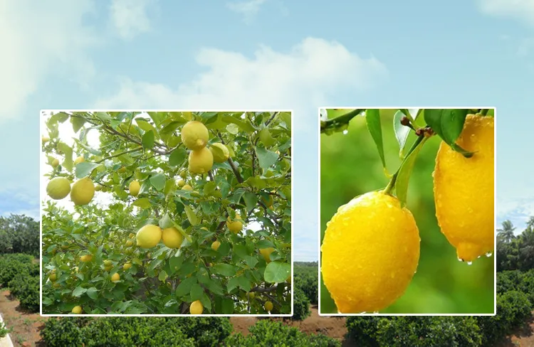 Fresh Lemon Concentrate Juice Powder for Wholesale