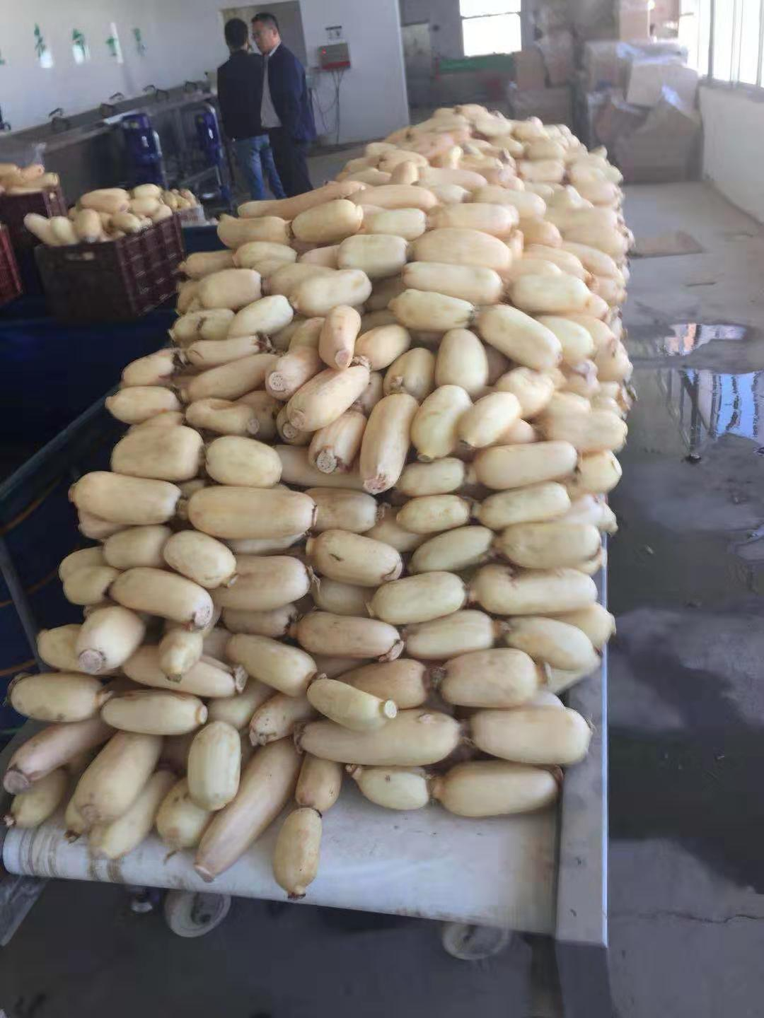 Fresh Organic Lotus Root