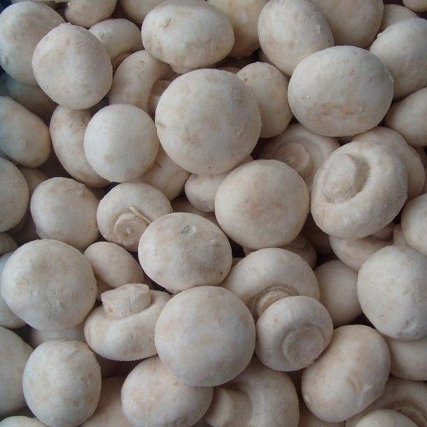 Frozen Agaricus Bisporus Champignon Mushroom Whole IQF