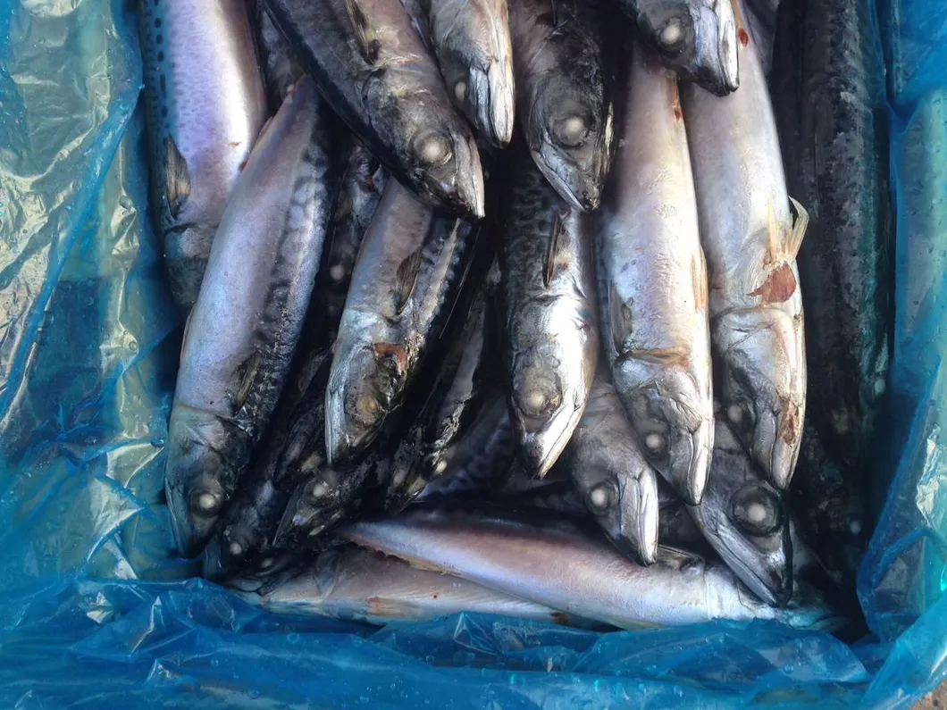 Frozen Blue Mackerel Fish/Chub Mackerel